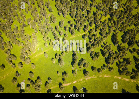 Elicottero drone shot. Una vista da sopra di una foresta verde e un grande campo in una calda e soleggiata giornata estiva. Foto Stock