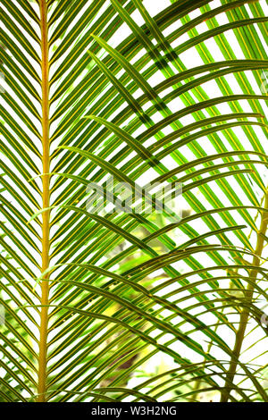 Configurazione astratta di foglie di palmo close up shot Foto Stock