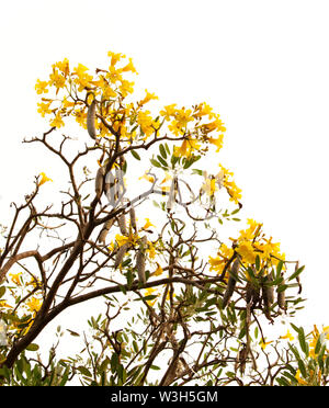 Tababuia aurea, argento tromba albero su sfondo bianco Foto Stock