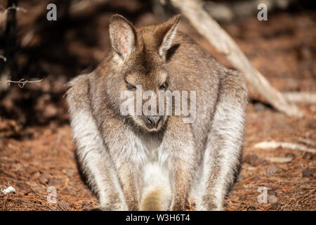 Wallaby Australia, rosso un wallaby dal collo a Wineglass Bay in Tasmania, Australia Foto Stock