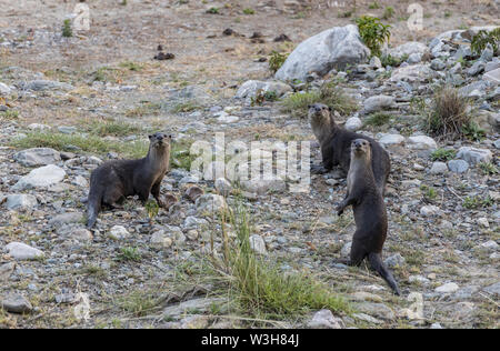 Liscio rivestito di lontra o Lutrogale perspicillata guardando dritto a noi nel fiume banchi di RAM Ganga river mentre in un safari a Jim Corbett nationa Foto Stock