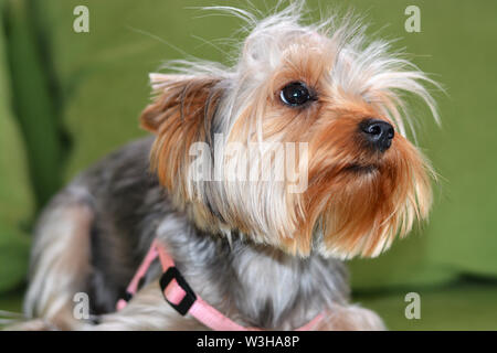 Cucciolo di Yorkshire Terrier, il cane è sdraiato su un divano verde, un grande ritratto di cucciolo, formato verticale, un cucciolo di 8 mesi. Cavo rosa, divieto di lana Foto Stock