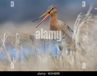 Nero-tailed godwit sorge in erba con il suo molto forte grido a secco molla gialla campo nei pressi di un lago Foto Stock