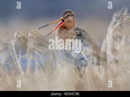 Nero-tailed godwit chiamate o canta la sua canzone con molto largo becco aperto e tirato fuori la linguetta rosa Foto Stock