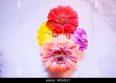 Indoor boutique di fiori Foto Stock