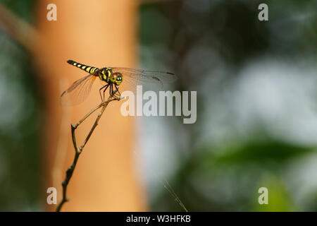 Dragonfly appollaiato sul ramo secco nel pomeriggio Foto Stock