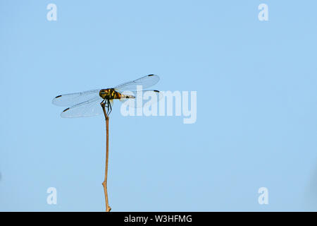 Dragonfly appollaiato sulle branche a secco sul cielo blu sullo sfondo Foto Stock