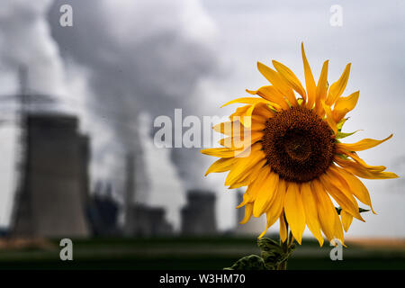 16 luglio 2019, della Renania settentrionale-Vestfalia, Rommerskirchen: Un girasole fiorisce in parte anteriore del Neurath centrale elettrica a lignite. Foto: Federico Gambarini/dpa Foto Stock