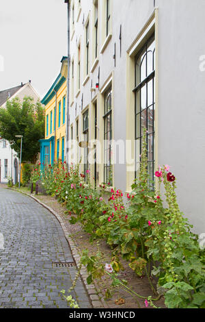 Strada idilliaco con vecchie case e colorata Hollyhocks nell'affascinante città olandese di Zutphen Foto Stock