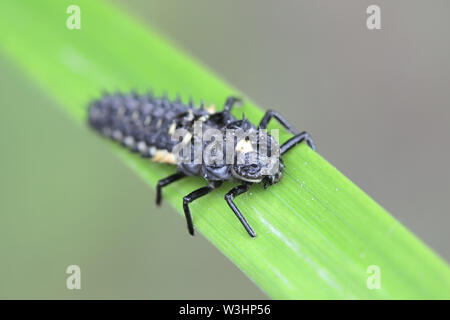 Anatis ocellata, larva di ladybird con gli occhi Foto Stock