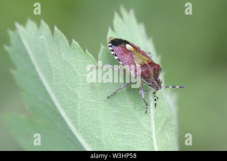 Dolycoris baccarum, noto come il pruno selvatico bug, una specie di scudo bug nella famiglia Pentatomidae Foto Stock