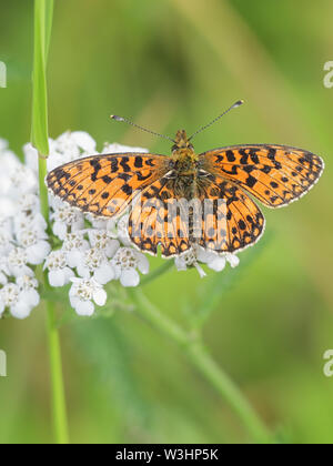 Boloria selene, conosciuta come la piccola perla-delimitata fritillary o argento-delimitata fritillary Foto Stock