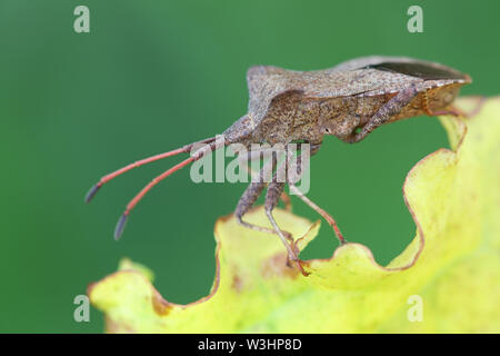 Coreus marginatus, noto come il Dock Bug, una specie di vero bug nella famiglia Coreidae Foto Stock