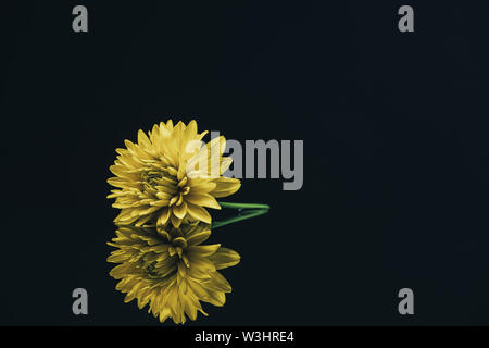 Bellissimo fiore giallo su un vetro nero lo sfondo della tabella. Foto Stock