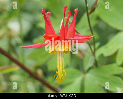 Aquilegia formosa fiore (noto come crimson aquilegia alpina, western aquilegia alpina o rosso aquilegia alpina) Foto Stock