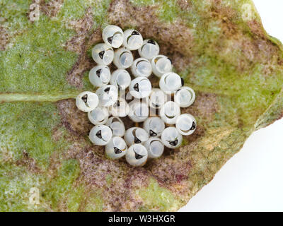 Uova cotte di bruno marmorated Stink bug (Halyomorfa halys) su una foglia di barbabietola - macrofotografia Foto Stock