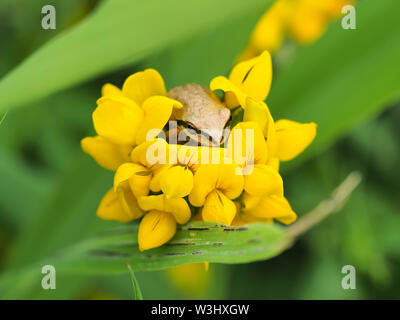 Tiny Pacific raganella (Pseudacris regilla) seduto in un fiore Foto Stock