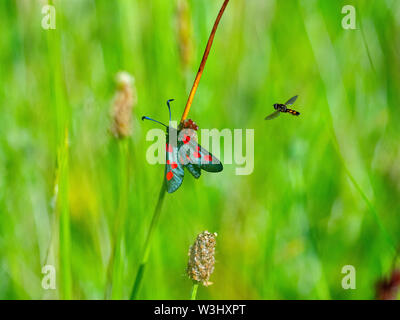 A stretta delimitata cinque-spot Burnett Zygaena lonicerae Beeston comuni di Norfolk Luglio Foto Stock