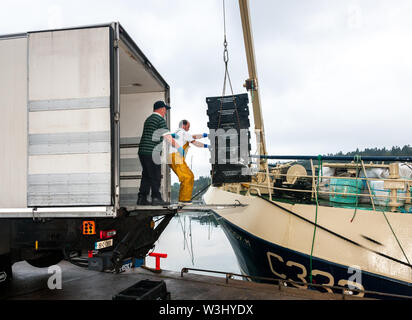 Crosshaven, Cork, Irlanda. 16 Luglio, 2019. Camionista, Gerry McGrath e trawler Buddy M membro dell'equipaggio Roger Murphy inizia a scaricare la sua cattura di eglefino e merlano sulla banchina in Crosshaven, Co. Cork, Irlanda. Credito: David Creedon/Alamy Live News Foto Stock