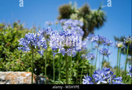 Agapanthus nel rock gardens in barene Poole REGNO UNITO Foto Stock