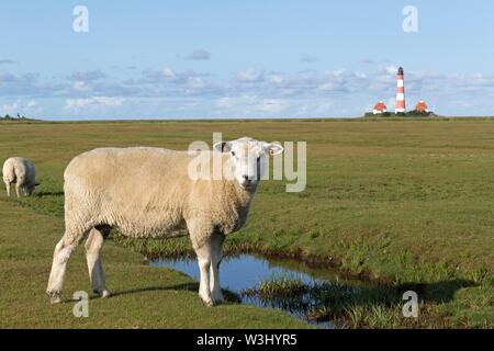 Pecore pascolano sulle barene, dietro il faro Westerhever, Westerhever, Schleswig-Holstein, Germania Foto Stock