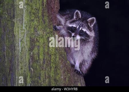 Raccoon (Procione lotor), fulvo, si arrampica sul tronco di albero, Hesse, Germania Foto Stock