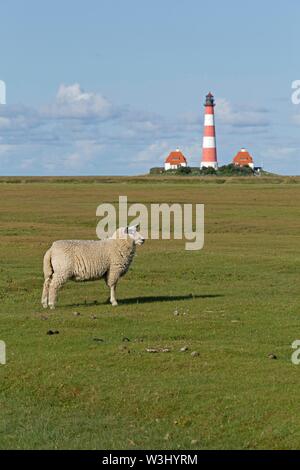 Pecore pascolano sulle barene, dietro il faro Westerhever, Westerhever, Schleswig-Holstein, Germania Foto Stock