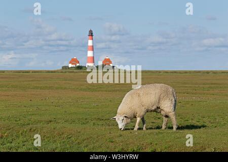 Pecore pascolano sulle barene, dietro il faro Westerhever, Westerhever, Schleswig-Holstein, Germania Foto Stock