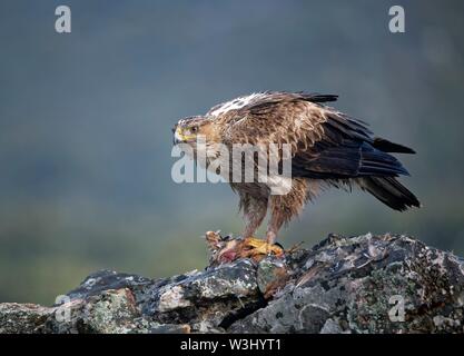 L'aquila del Bonelli (Aquila fasciata), femmina con la preda, Estremadura, Spagna Foto Stock