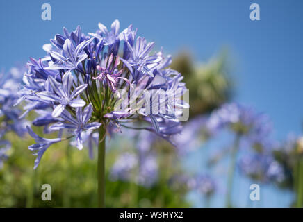 Agapanthus nel rock gardens in barene Poole REGNO UNITO Foto Stock