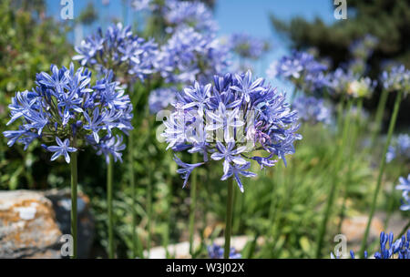 Agapanthus nel rock gardens in barene Poole REGNO UNITO Foto Stock