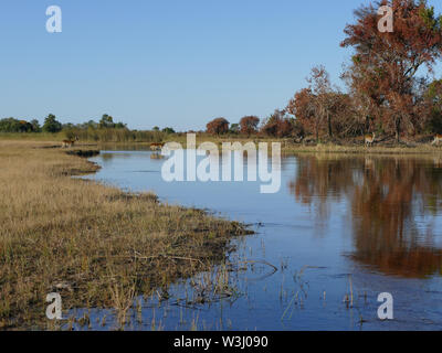 Kudu saltando in acqua inondato di Okavango Foto Stock