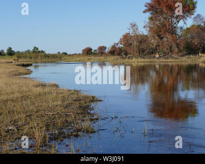 Kudu saltando in acqua inondato di Okavango Foto Stock