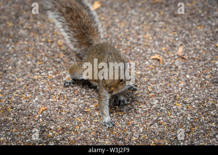 Scoiattolo grigio. Foto Stock