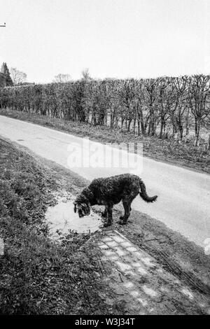 Labradoodle cane bere da una pozzanghera, Hattingley Hampshire, Inghilterra, Regno Unito. Foto Stock