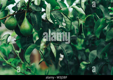 Piccolo giovane pere che cresce su un albero. Foto Stock