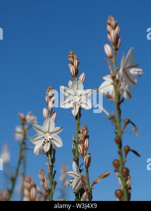 Asphodelus fistulosus, denominata anche rosa asfodeli. Foto Stock