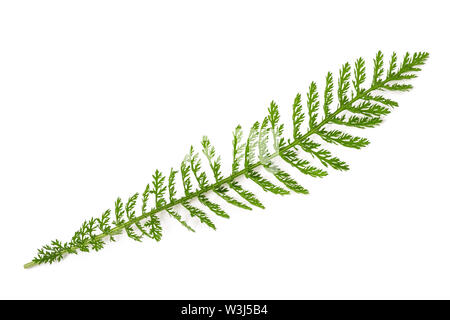 Yarrow ciuffo (Achillea millefolium) isolato su sfondo bianco. Foto Stock