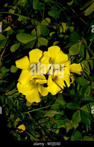 Close-up delle Bermuda Buttercup ( Oxalis pes-caprae ) - un comune di fiori selvaggi in Portogallo che viene classificata anche come una specie invasive Foto Stock