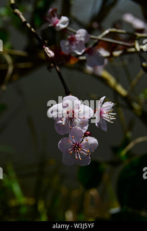 White cherry blossom ( Prunus x yedoensis ) close-up Foto Stock