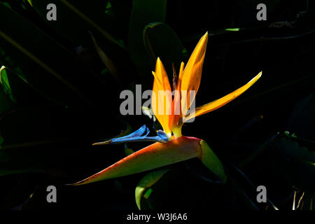 Tropical uccello del paradiso impianto ( Strelitzia ) Foto Stock