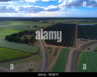 Antenna di noci macadamia piantagione di alberi e agriturismo nei pressi di Childers Queensland Australia Foto Stock