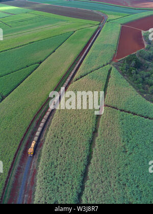 Antenna di treno di canna da zucchero alaggio appena tagliato canna da zucchero alla Isis mulino centrale vicino a Childers Queensland Australia Foto Stock