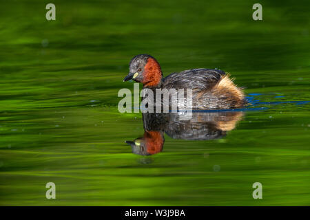 Tuffetto Zwergtaucher (Tachybaptus ruficollis) beim Abtauchen Foto Stock