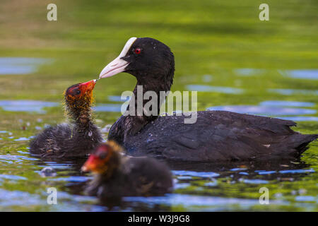 Eurasian coot, Bläßhuhn (fulica atra) mit Jungen Foto Stock