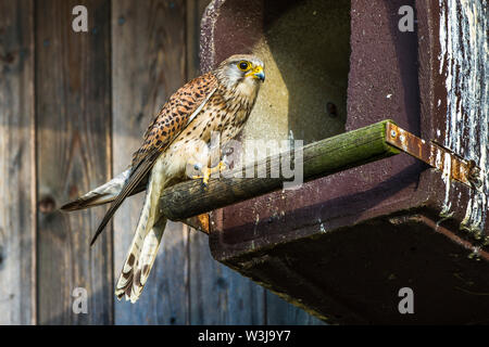 Il Gheppio comune, Turmfalke, Turmfalken, Falke, Falken, Falco tinnunculus, Turmfalke (Falco tinnunculus) Weibchen Foto Stock