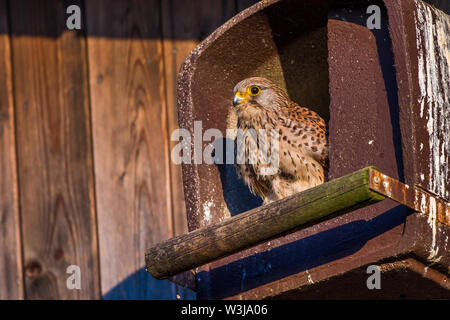 Il Gheppio comune, Turmfalke, Turmfalken, Falke, Falken, Falco tinnunculus, Turmfalke (Falco tinnunculus) Weibchen Foto Stock