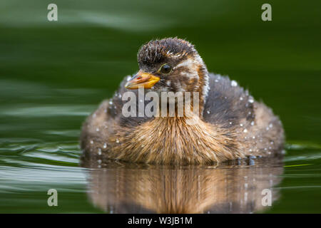 Tuffetto Zwergtaucher (Tachybaptus ruficollis) Jugendkleid im Foto Stock