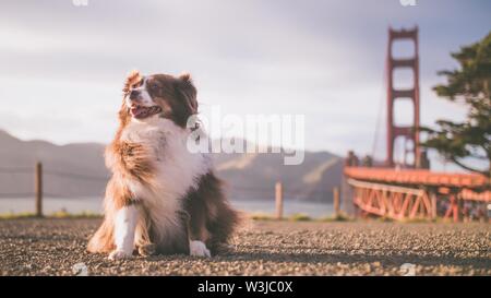 Primo piano di un cane carino seduto a terra in una giornata di sole vicino ad un lago e ad un ponte Foto Stock