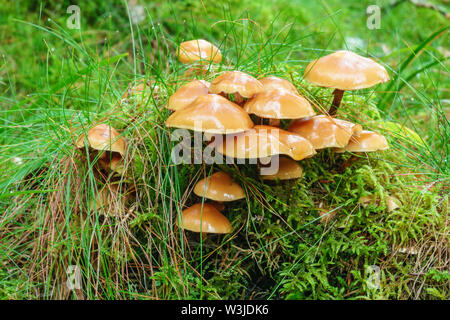 I funghi che crescono su un ciuffo di erba Foto Stock